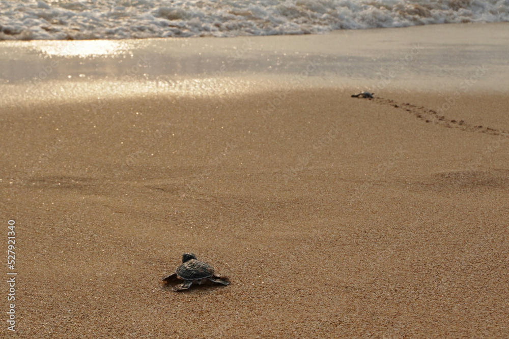 Sea Turtle hatchling ride to the ocean, Indian Ocean, Sri Lanka Sea Turtle hatchling ride to the ocean, Indian Ocean, Sri Lanka