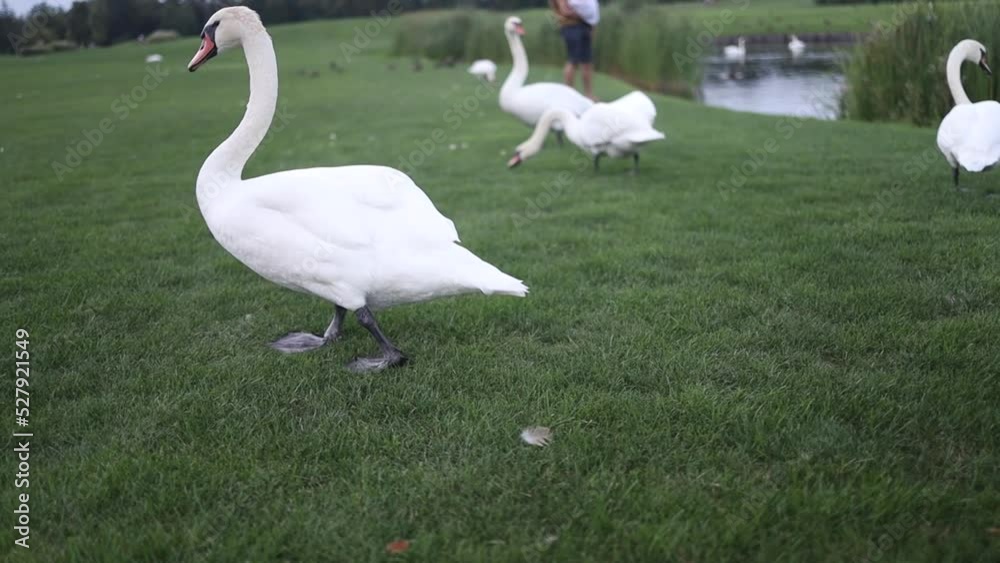 geese and swans, walk on the grass, nature, white swans geese. white