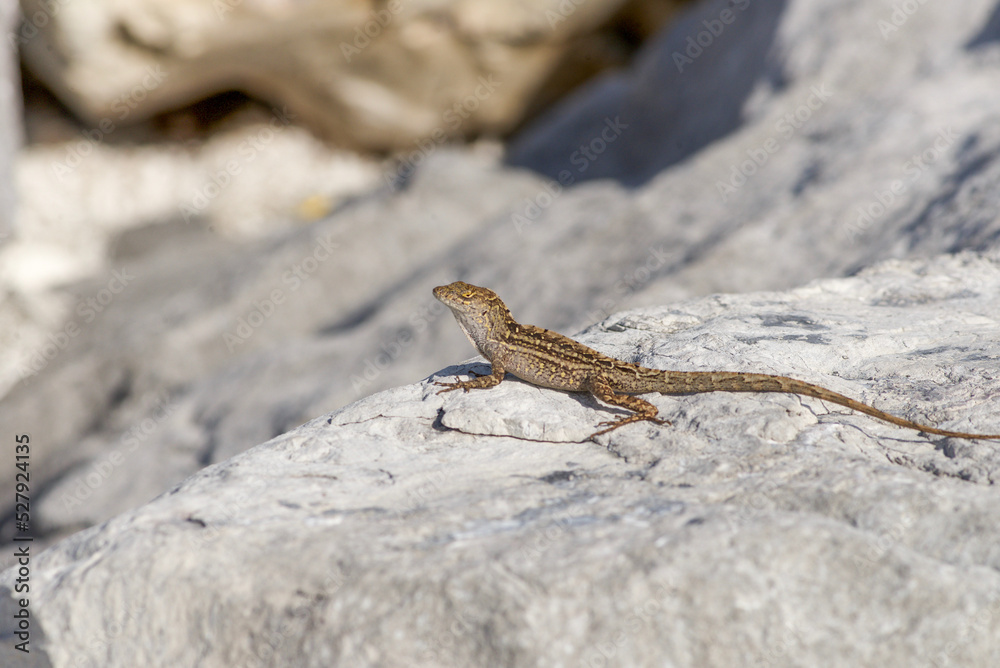 Lizard sitting on a rock in the Florida Keys Lizard sitting on a rock in the Florida Keys