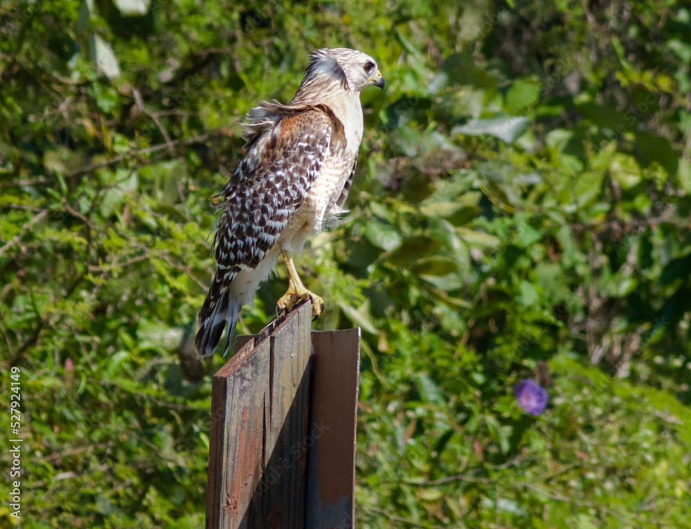 Fototapeta premium Red shouldered Hawk resting on a sign in the Everglades National park 