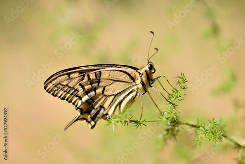Swallowtail butterfly macro photography