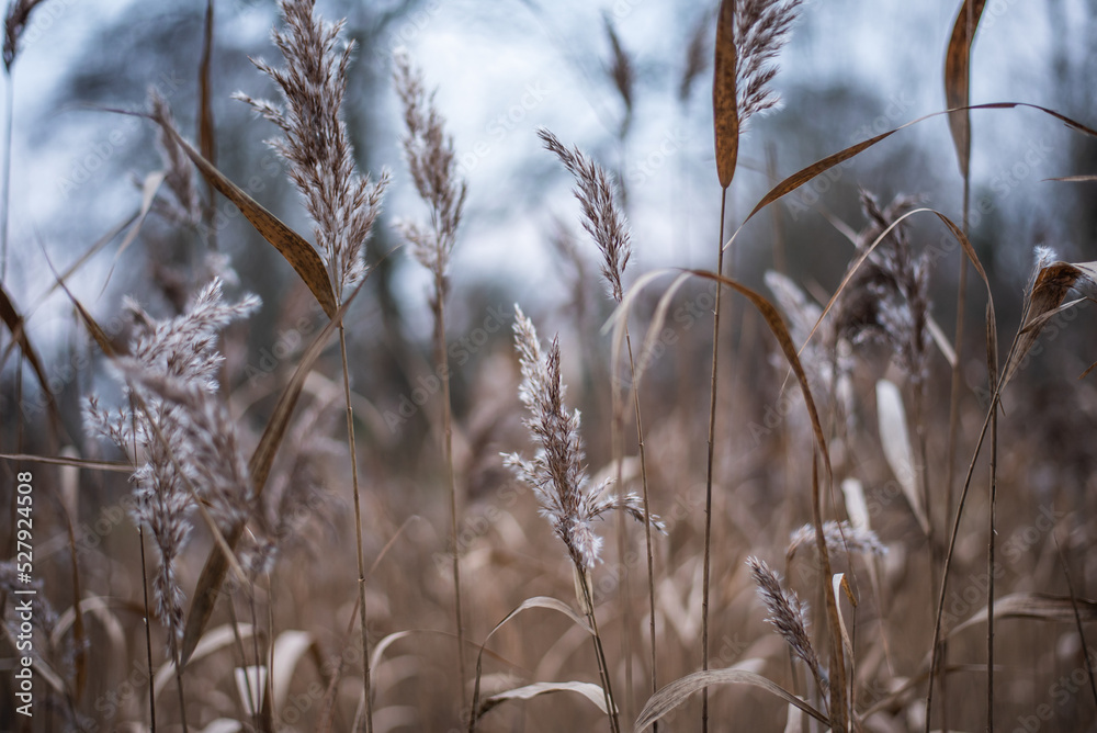 Fototapeta premium grass in the wind