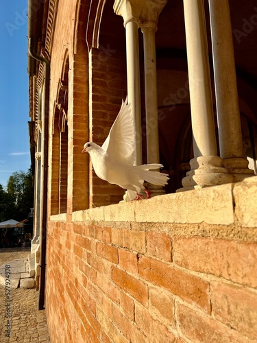 Standing Dove in the front church Italy Abbadia di Fiastra Marche