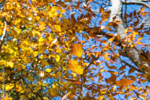 Autumn Rainbow