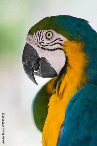 blue and yellow macaw © heidi