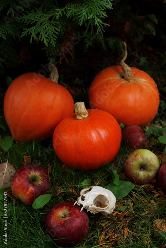 Halloween concept. Harvesting. Juicy ripe pumpkins  apples and a cat s skull. Autumn rituals