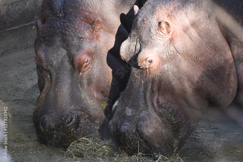 pareja de hipopotamos alimentandose al atardecer photo