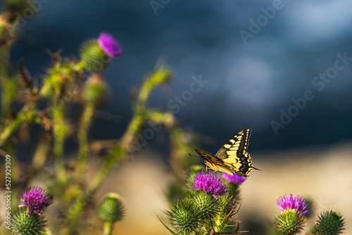 yellow and black butterfly perched on a flower