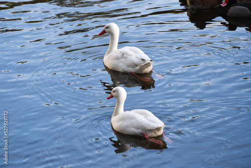 pareja de patos blancos nadando en el rio al atardecer photo