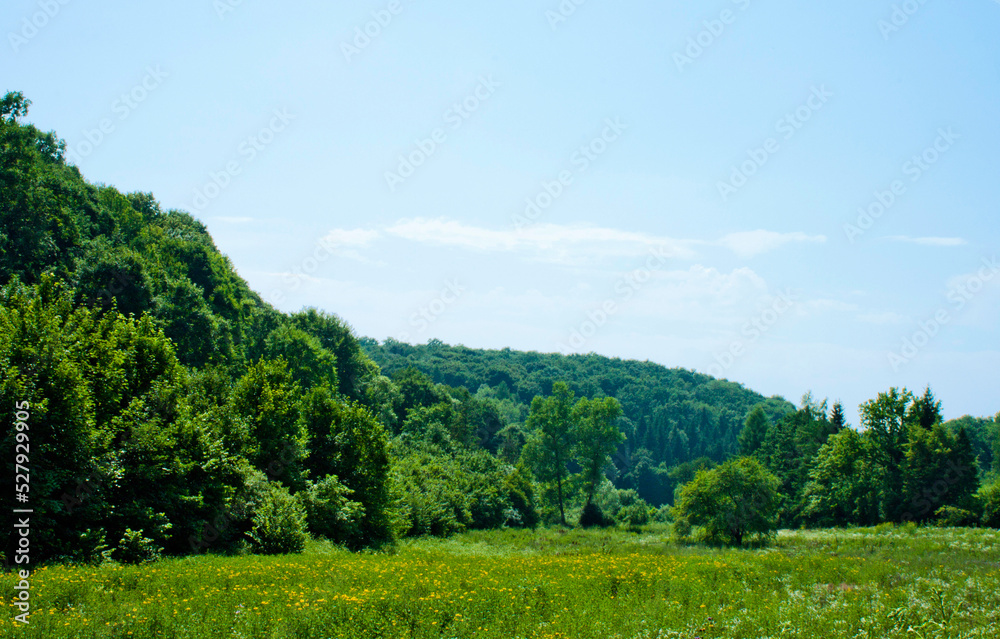 forest in the mountains Ukraine