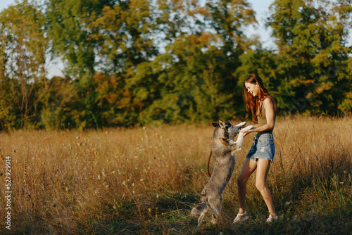A woman plays and dances with a husky breed dog in nature in autumn on a field of grass and smiles at a good evening in the setting sun