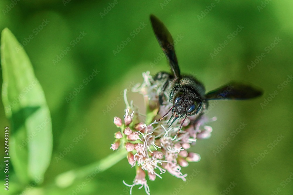Bee on a flower Bee on a flower