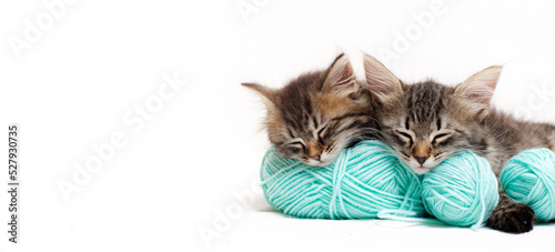 Striped cats with blue balls, skeins of thread on a white bed. An article about kittens. An article about pets.