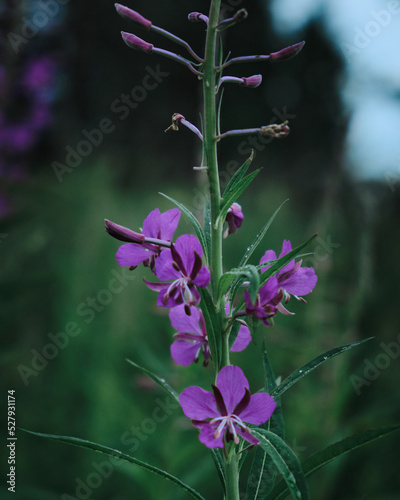 Beautiful wild flowers in nature close-up macro.