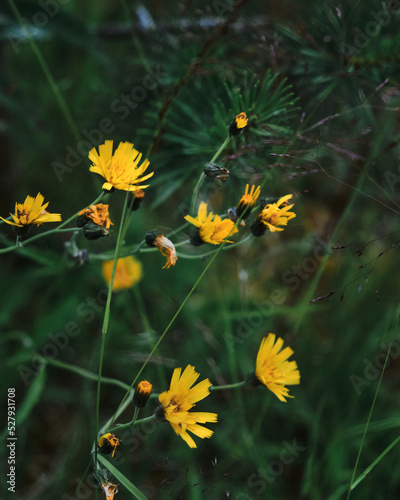 Beautiful wild flowers in nature close-up macro.
