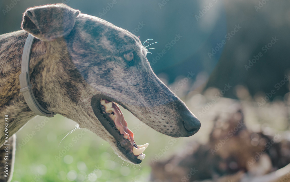 Profile of a brindle greyhound