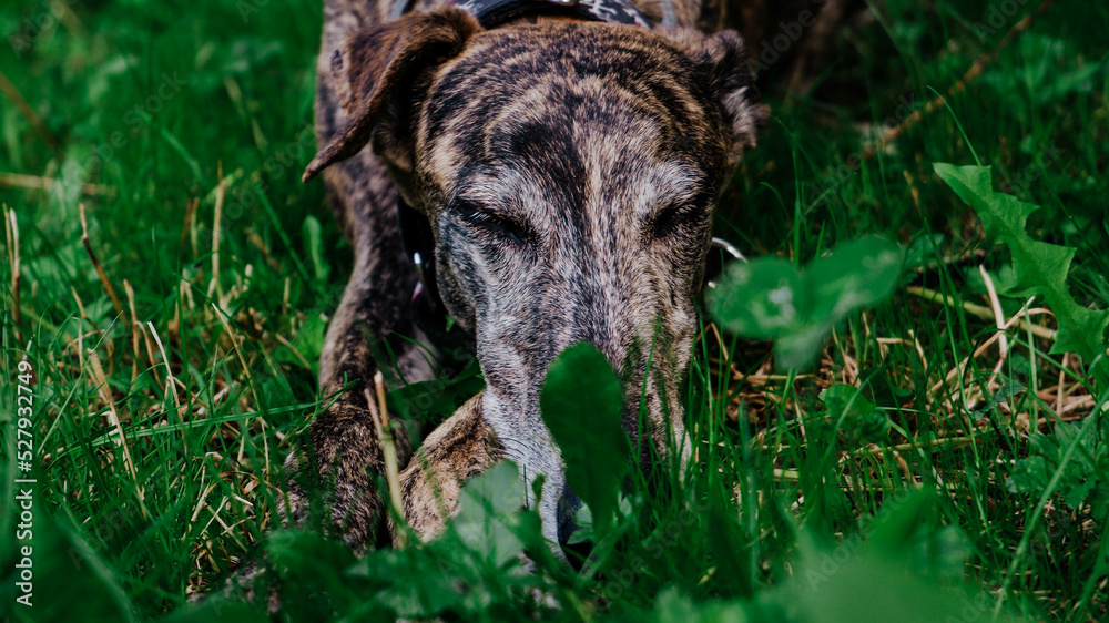Fotografie Brindle greyhound sleeping on the green grass
