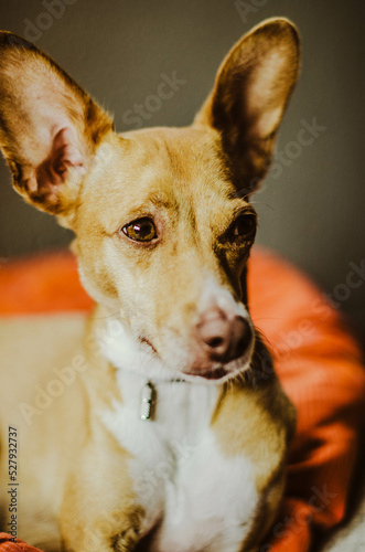 Closeup of cinnamon andalusian podenco on an orange bed