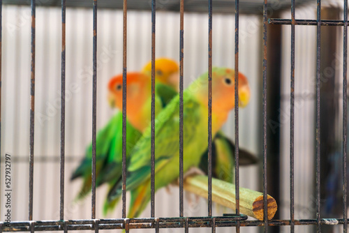 Green - pink lovebirds in a cage