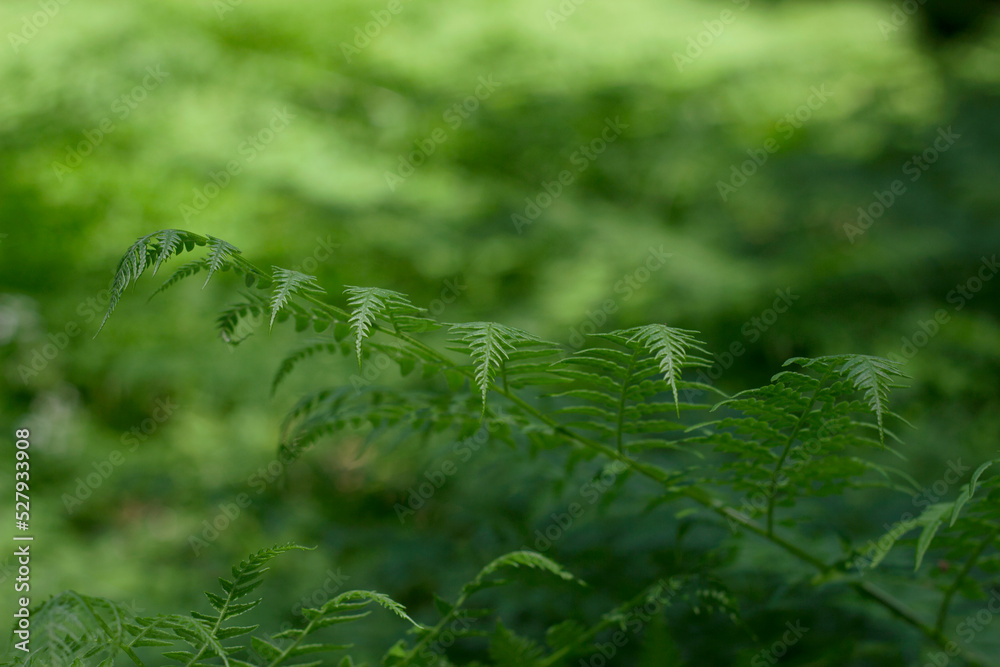fern leaf in the forest in summer day