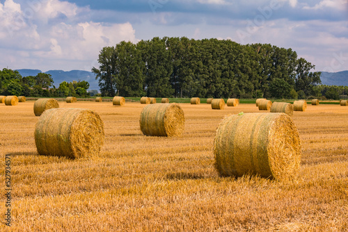 Bales of hay in a field in front of trees after the harvest in summer