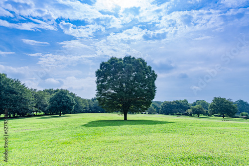 青空の下の芝生と大樹