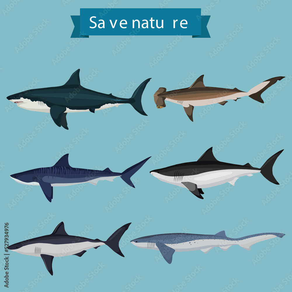 Obraz premium shark and fish