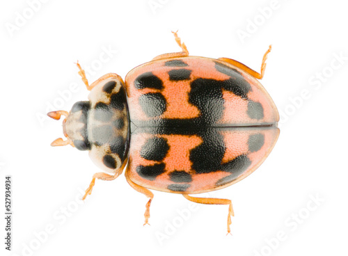 Oenopia conglobata is a species of ladybeetle from family Coccinellidae. Dorsal view of ladybird isolated on white background. © Anton