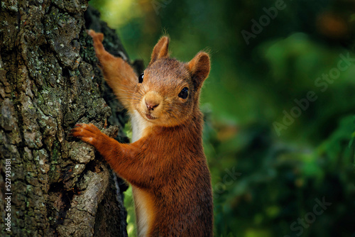 squirrel on a tree trunk looks happily and pleased into the camera
