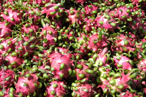 Dragon fruit farm in Vietnam.