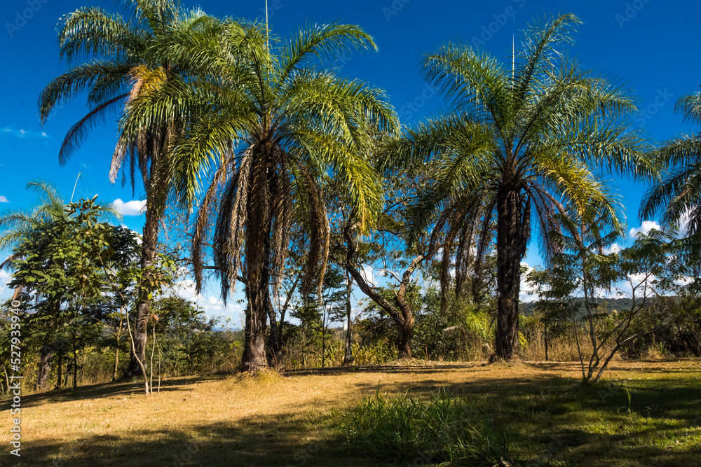 Tall palm trees and blue sky in the Inhotim Institute at Brumadinho, State of Minas Gerais, Brazil.