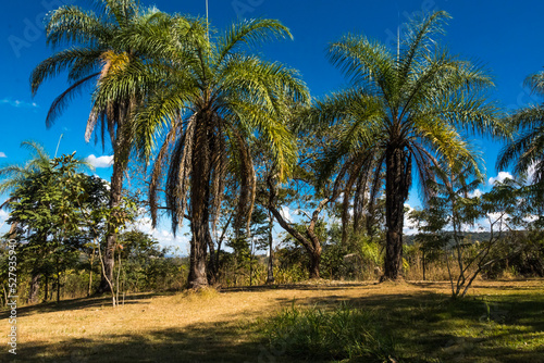 Tall palm trees and blue sky in the Inhotim Institute at Brumadinho  State of Minas Gerais  Brazil.
