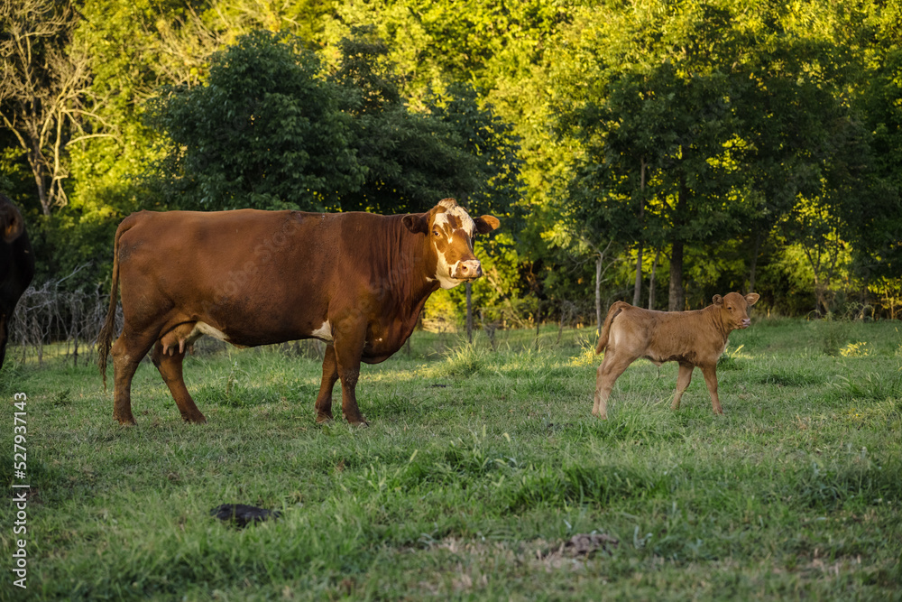 Hereford Cow with Calf