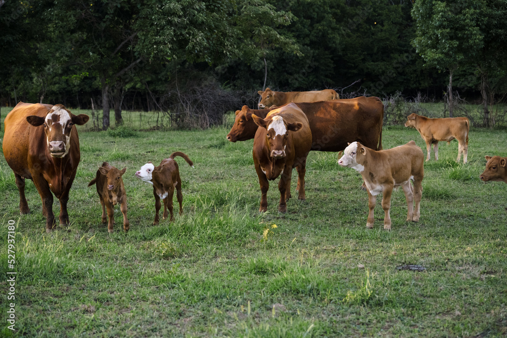 Hereford Cattle with Calf Hereford Cattle with Calf