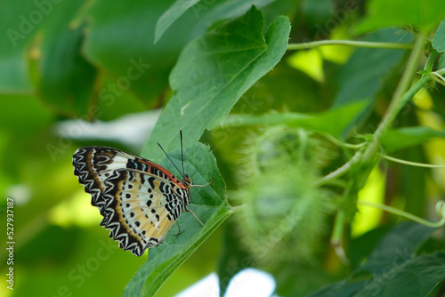 Butterfly and butterfly eggs on the Passiflora foetida plant. photo