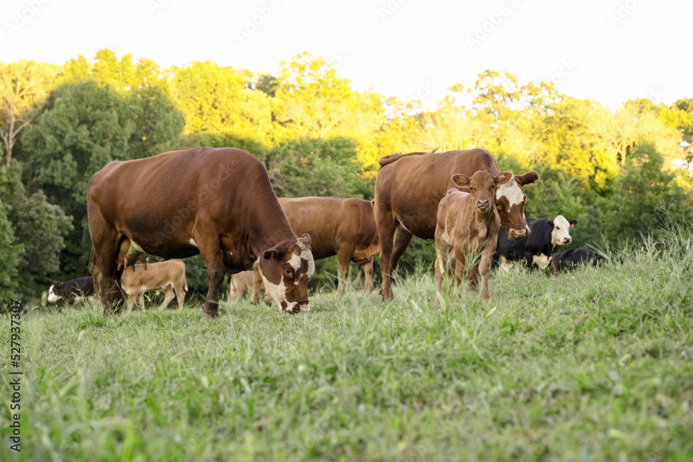 Cattle Heard of Black Angus, Hereford and Gelbieh Cows in Missouri green Pasture with Trees. Cattle Heard of Black Angus, Hereford and Gelbieh Cows in Missouri green Pasture with Trees.