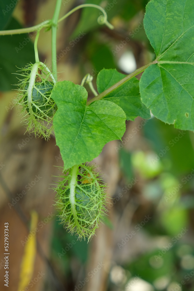 Passiflora foetida in the summer. Passiflora foetida in the summer.
