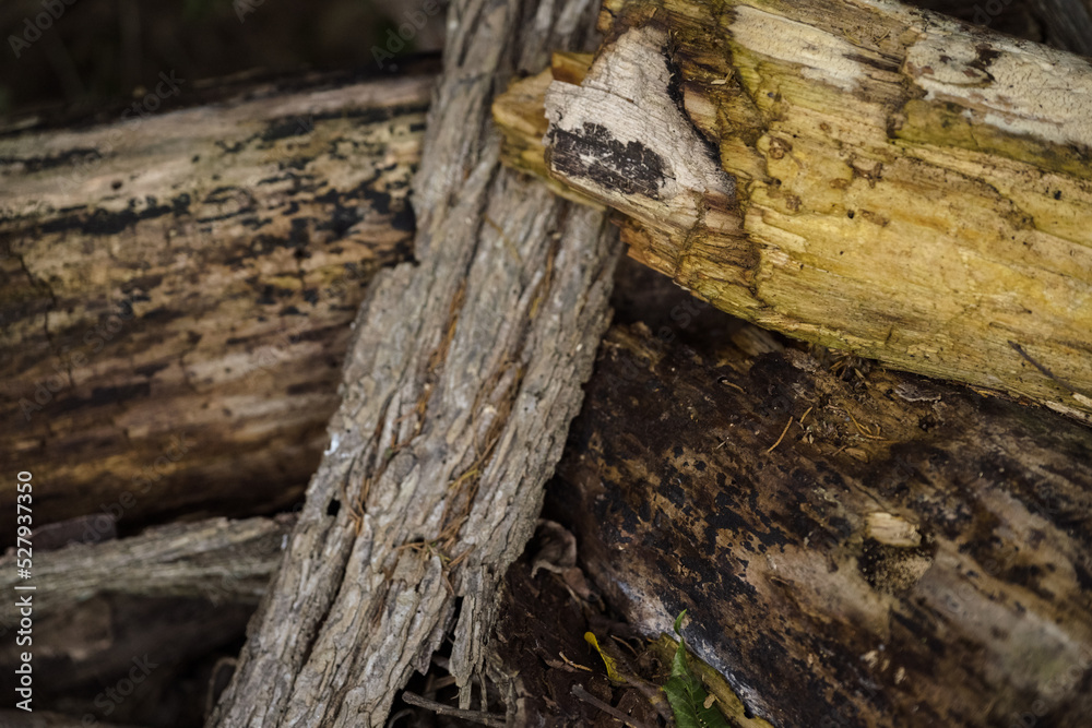 Wood in Forest Wood in Forest
