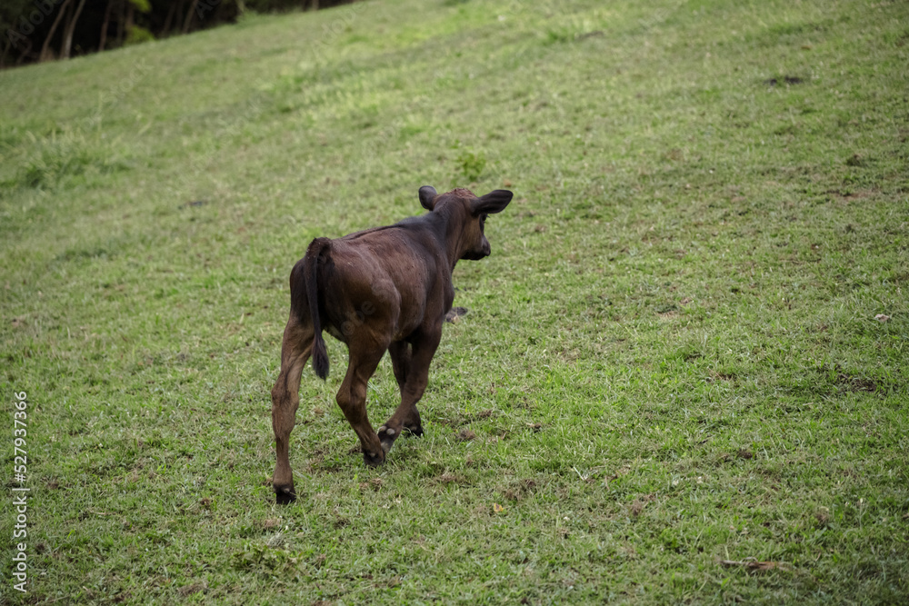 Fototapeta premium Cows in Green pasture