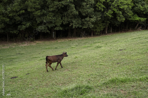 Black calf walking in pasture