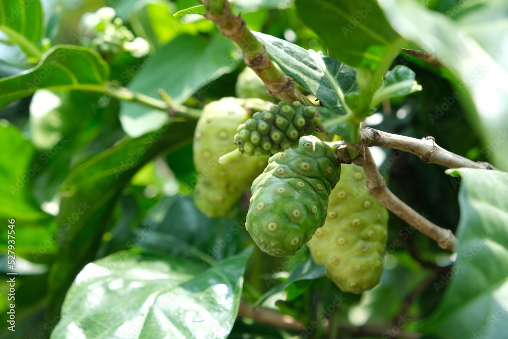 Fototapeta premium Morinda citrifolia fruit on the tree.