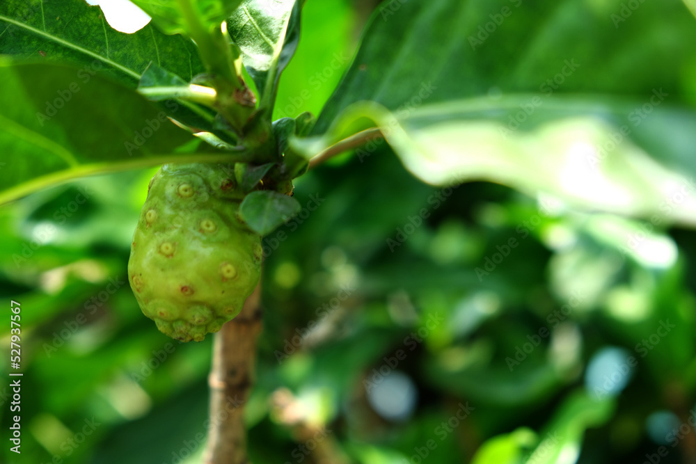 Morinda citrifolia fruit on the tree.