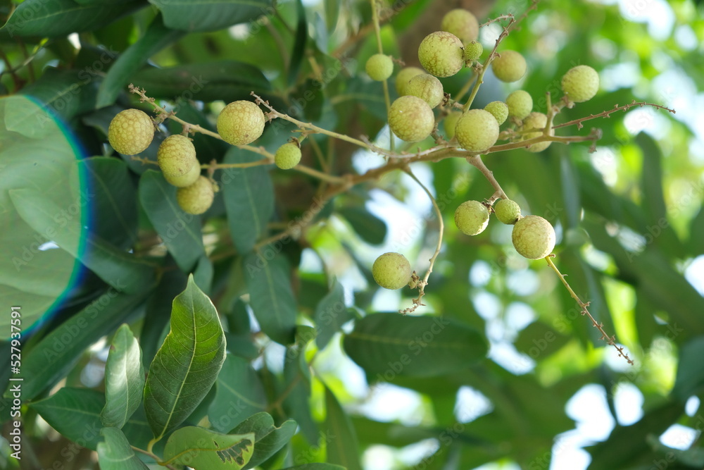 Young longan fruit in the summer.