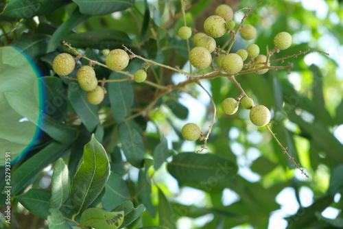 Young longan fruit in the summer.