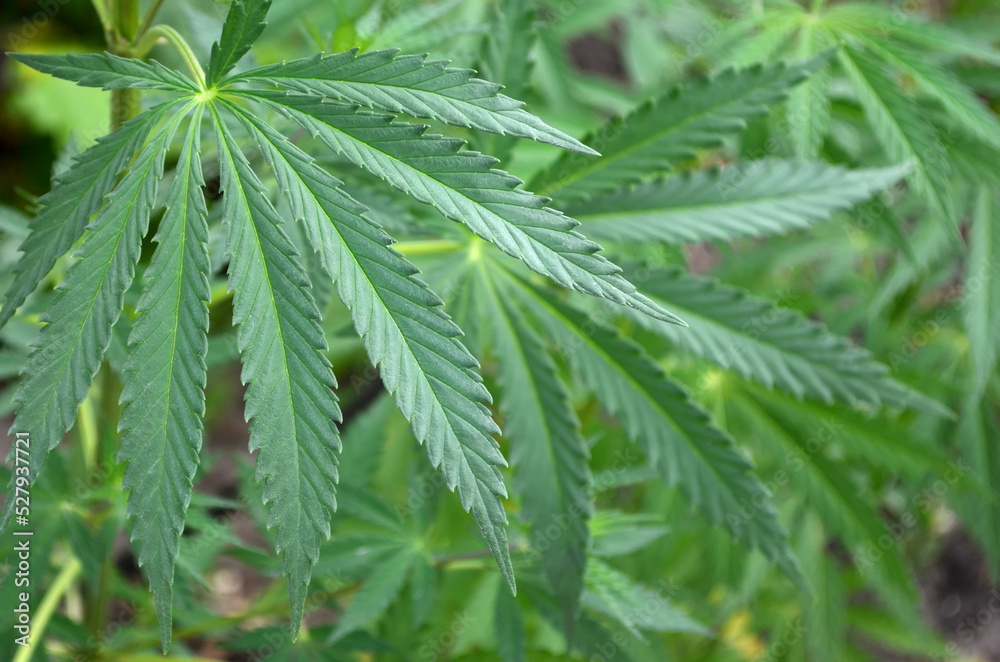 Green leaves of cannabis as a texture. Can be used as a natural background. Green leaves of cannabis as a texture. Can be used as a natural background.