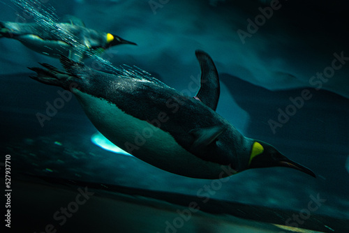 penguin underwater