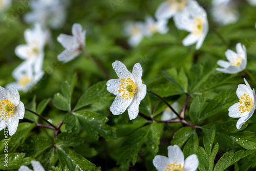 Fototapeta Naklejka Na Ścianę i Meble -  spring white flowers sprouting in the forest