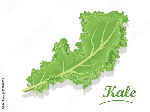 Fresh kale leaf on white background, isolated, salad	
