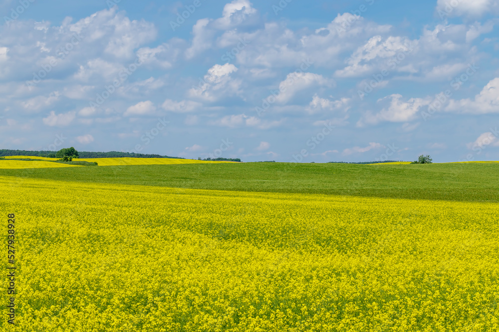 Yellow-flowering rapeseed in the summer Yellow-flowering rapeseed in the summer