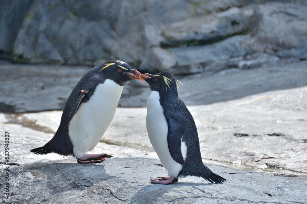 Obraz premium 動物園のイワトビペンギン